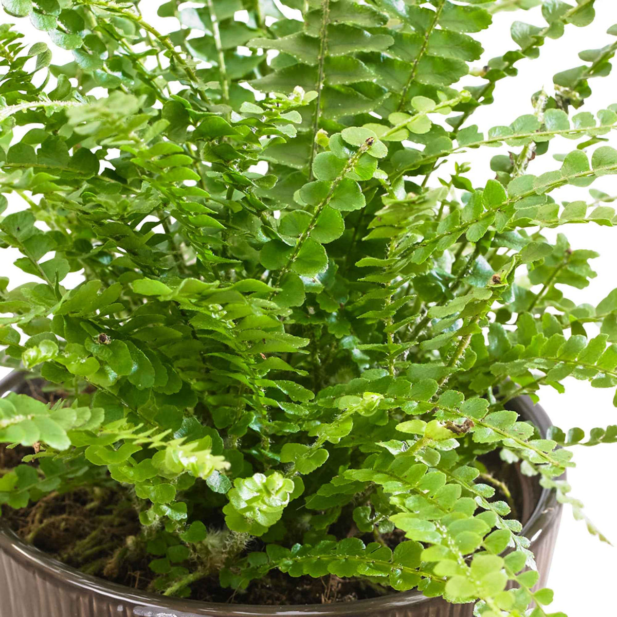 Krulvaren 'Duffi' - Nephrolepsis exaltata Duffi - Bakker