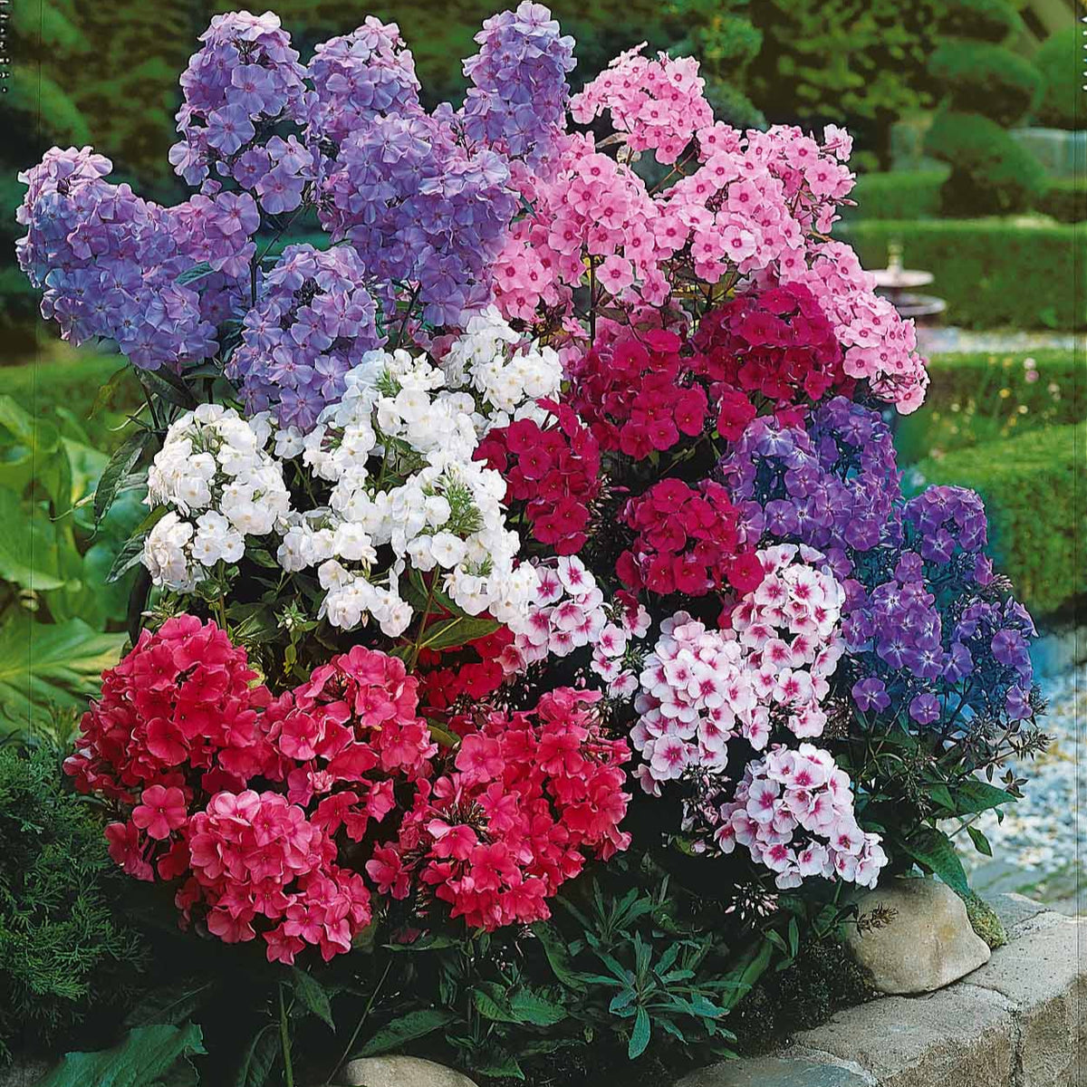Phlox - Vlambloem Mix (x5) - Phlox paniculata