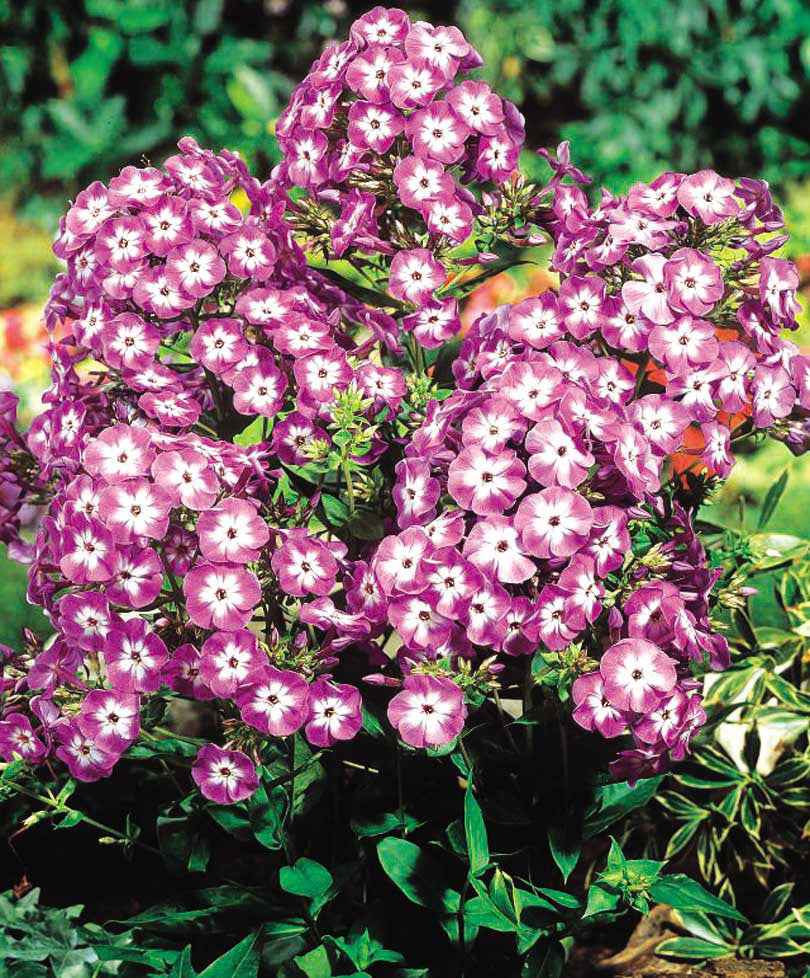 Vlambloem 'Laura' (x3) - Phlox paniculata laura - Bakker