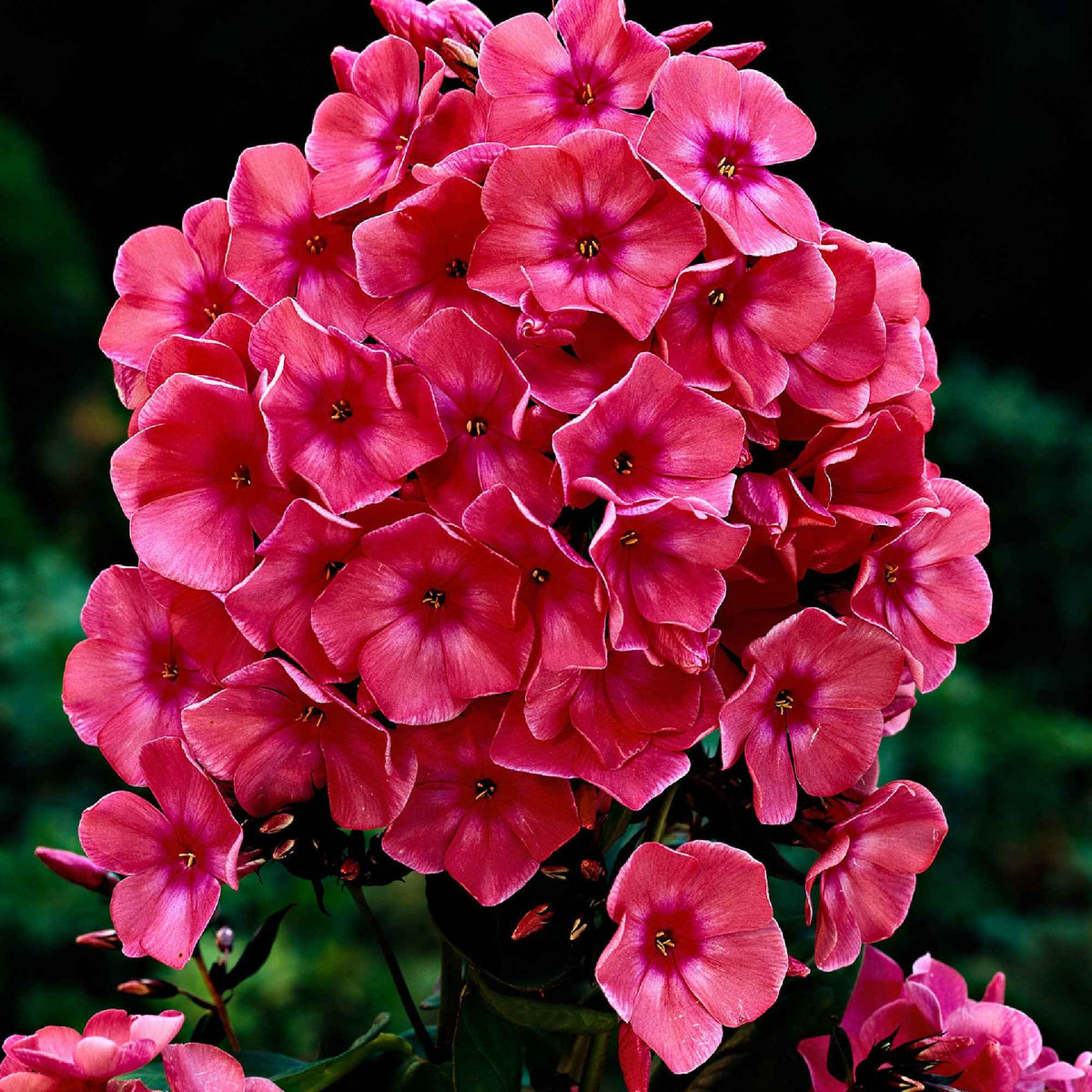 Vlambloem 'Windsor' (x3) - Bakker