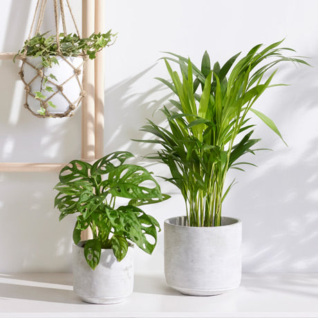 Kamerplanten