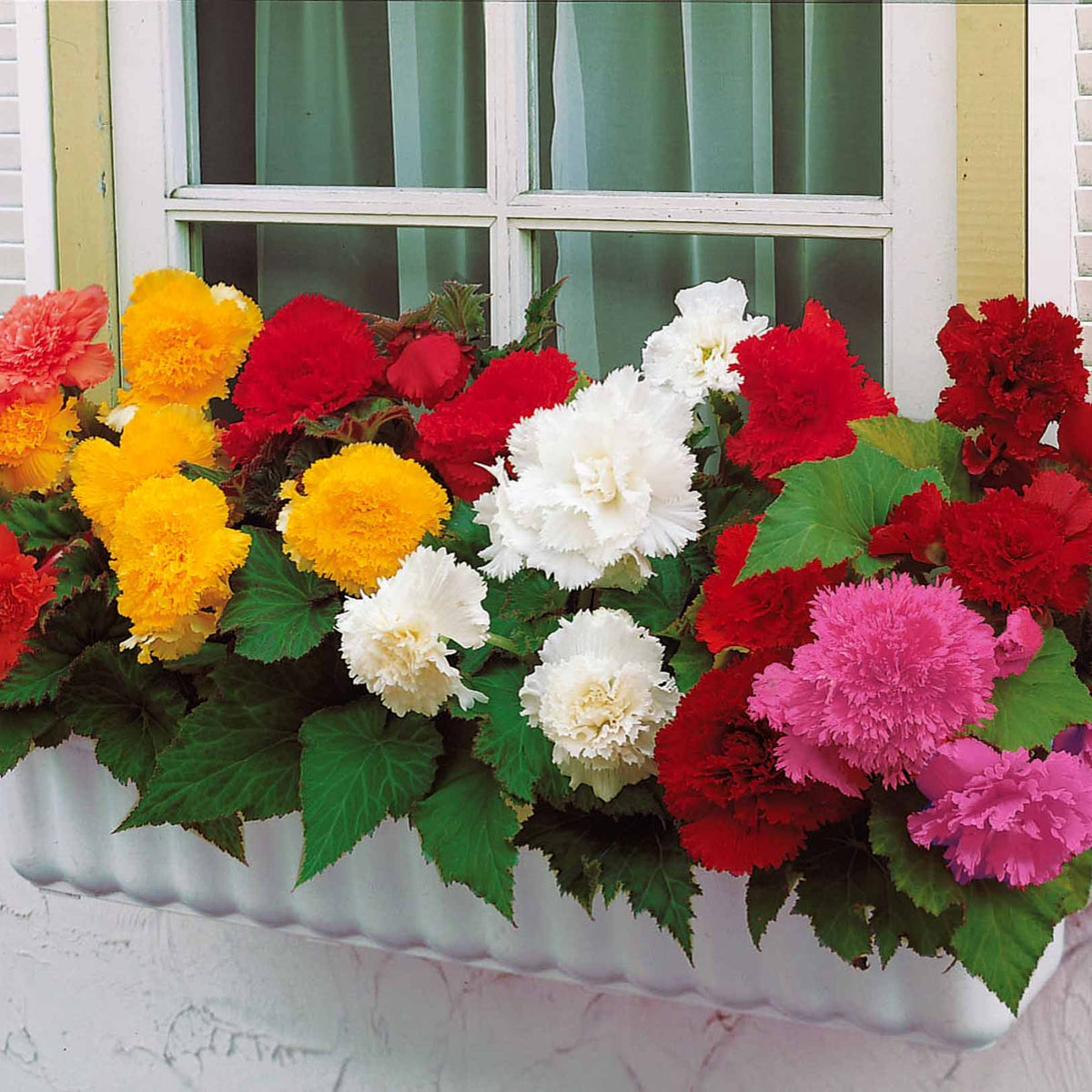 Begonia fimbriata - Begonia 'Frimbiata' (x10) - Begonia