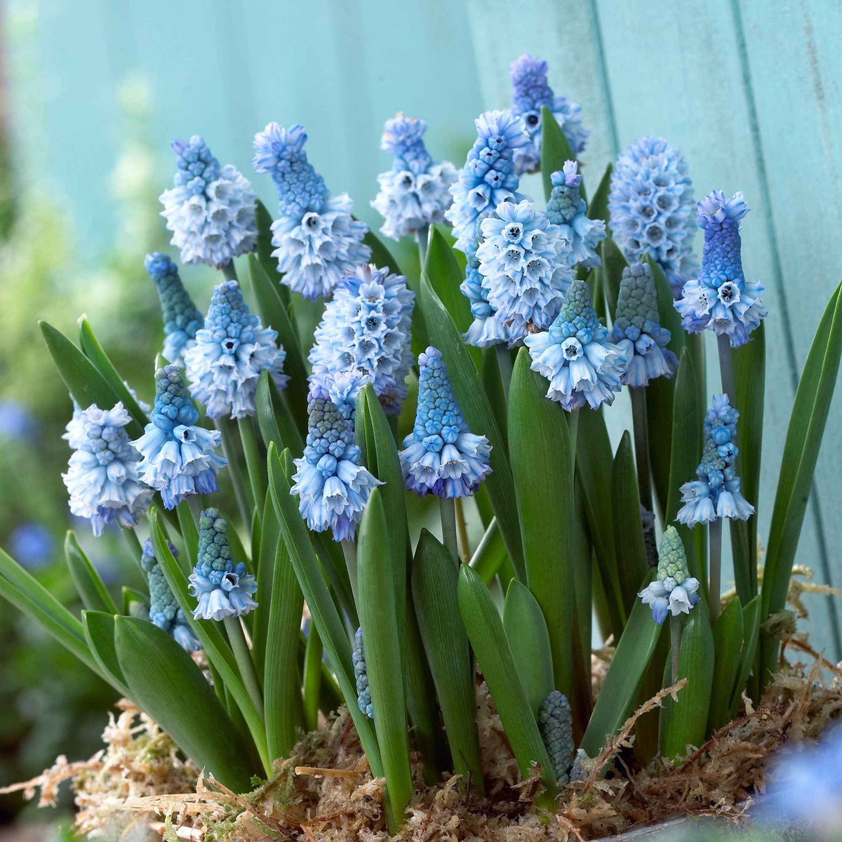 Blauwe druifjes (x15) - Pseudomuscari azureum - Bakker