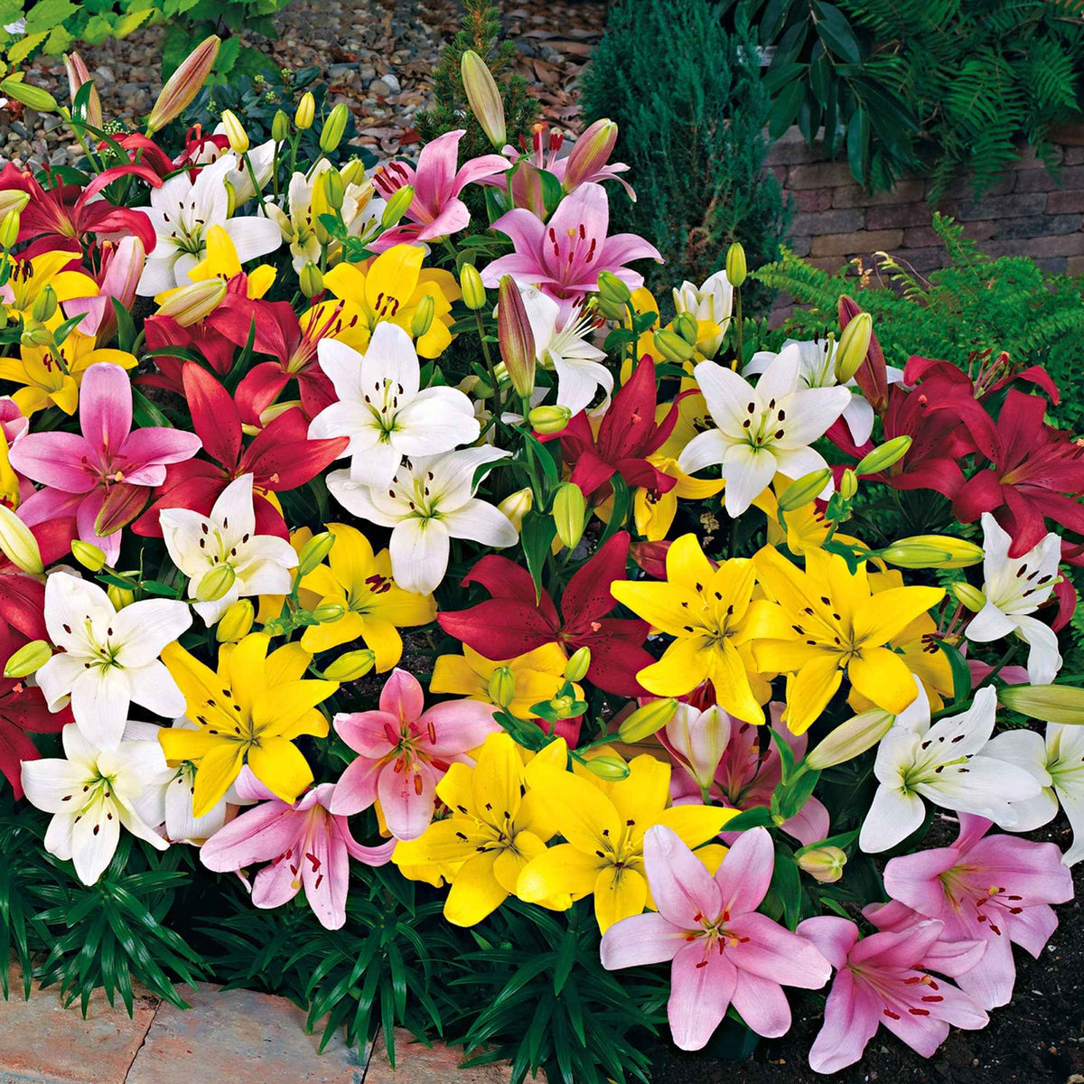 Asiatische lelie 'Mid Century' - Lilium mid-century - Bakker
