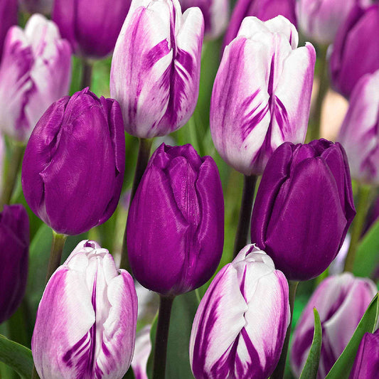 Tulp Mix (x12) - Tulipa - Bloembollen