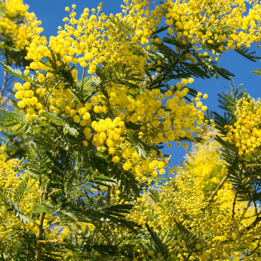 Mimosa - Balkon- en terrasplanten voor pot en bak - Bakker