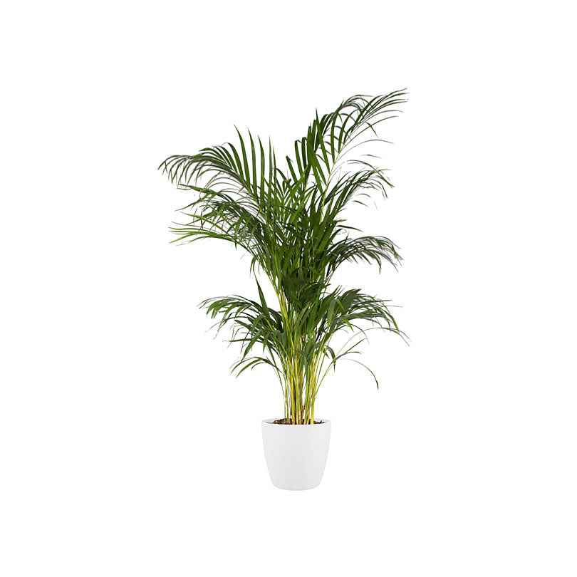 Verkoop Elho Bloempot Brussels rond - wit -
