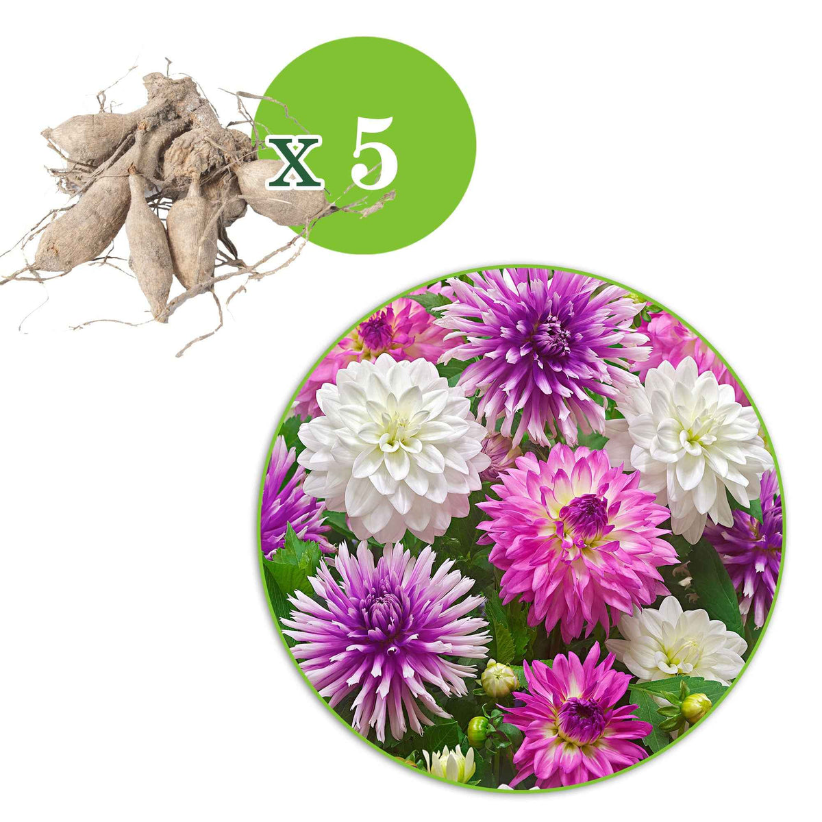 Dahlia 'White Onesta', 'Le Baron', 'Onesta' - Dahlia - Mix 'All Summer Long' (x5) - Dahlia