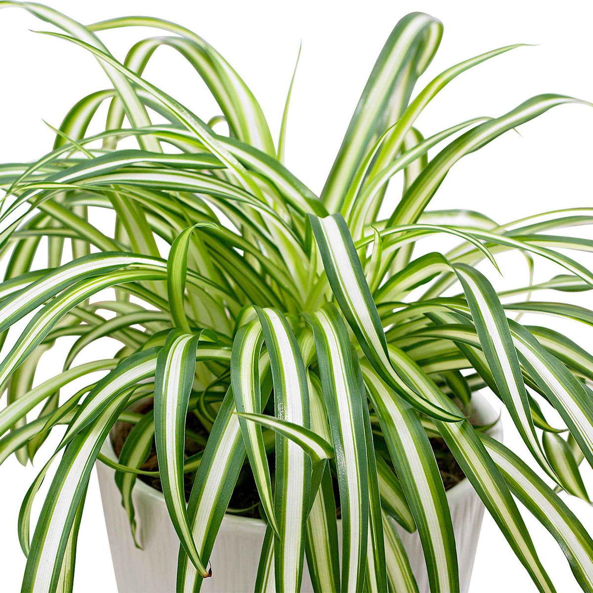 Graslelie 'Atlantic' - Chlorophytum comosum atlantic - Bakker