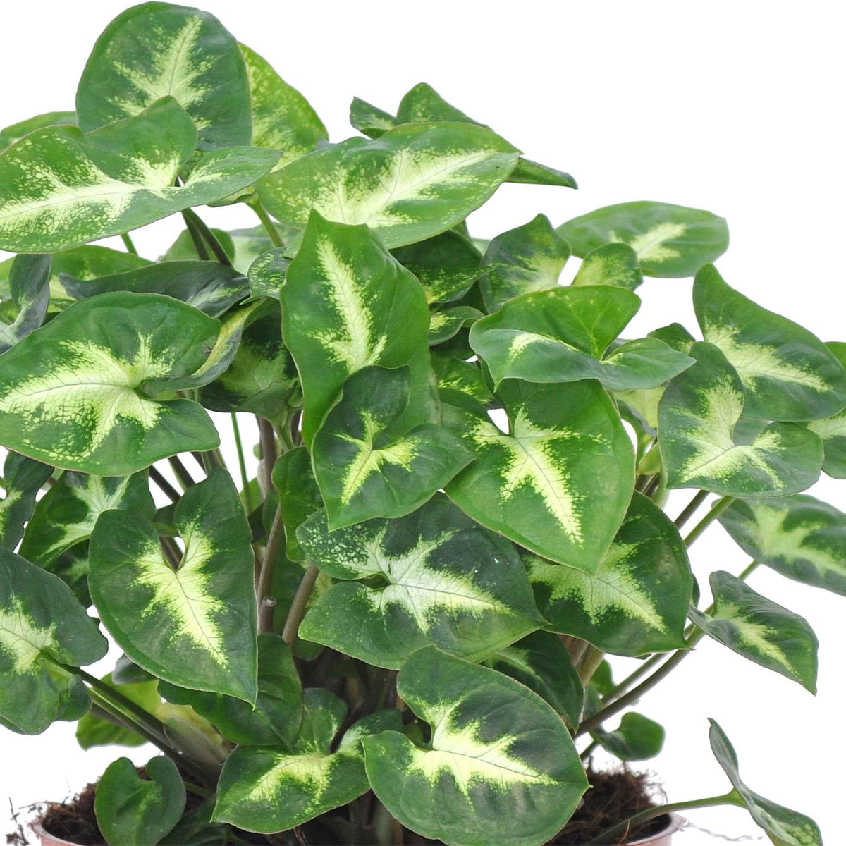 Syngonium 'Pixie' 12 cm pot - Syngonium pixie - Bakker