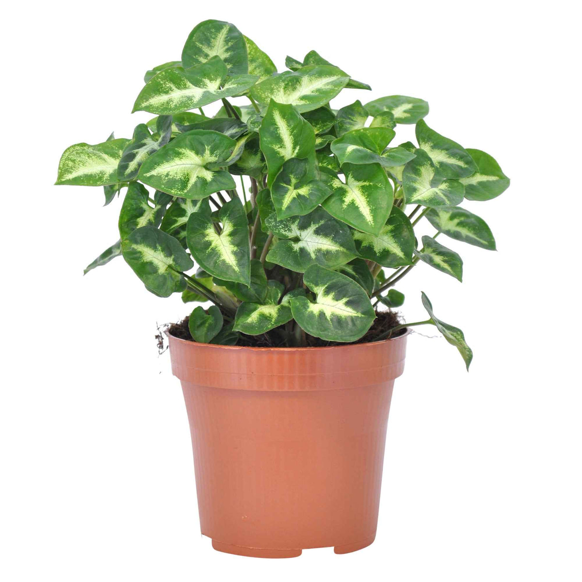 Syngonium pixie - Syngonium 'Pixie' 12 cm pot - Syngonium