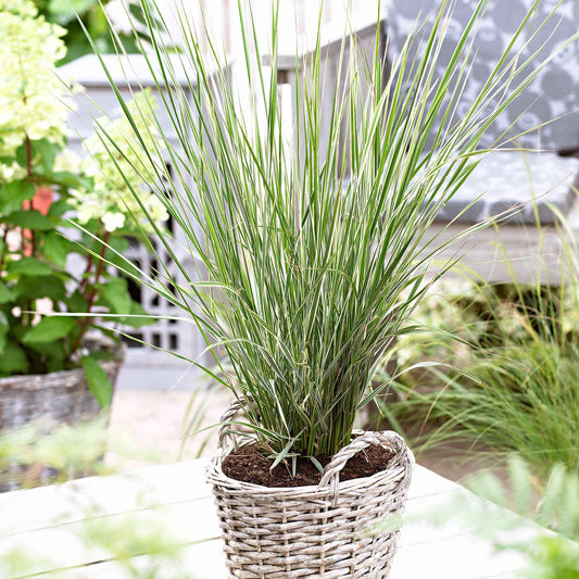 Bont struisriet 'Overdam' - Calamagrostis acutiflora overdam - Tuinplanten