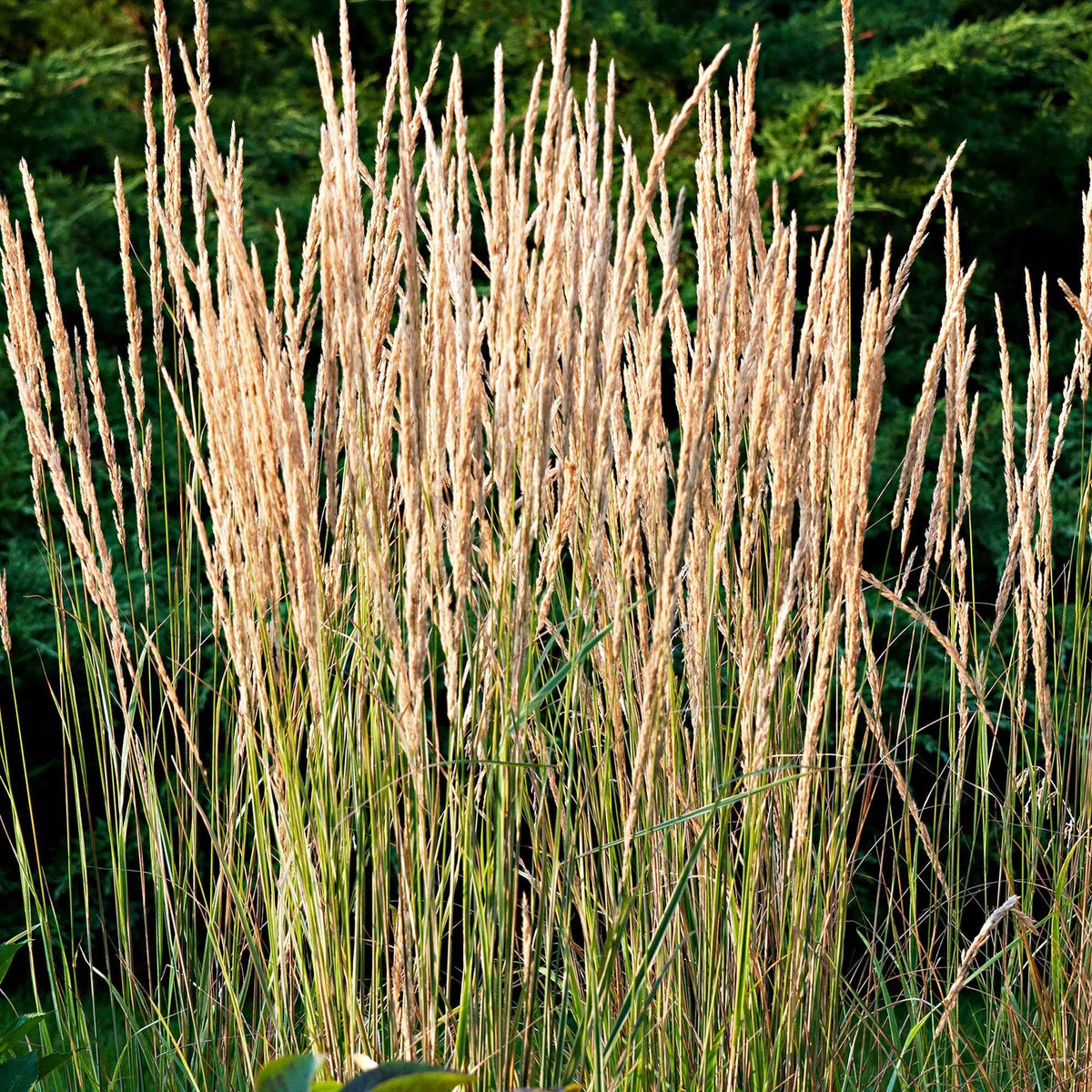 Bont struisriet 'Overdam' - Calamagrostis acutiflora overdam - Bakker