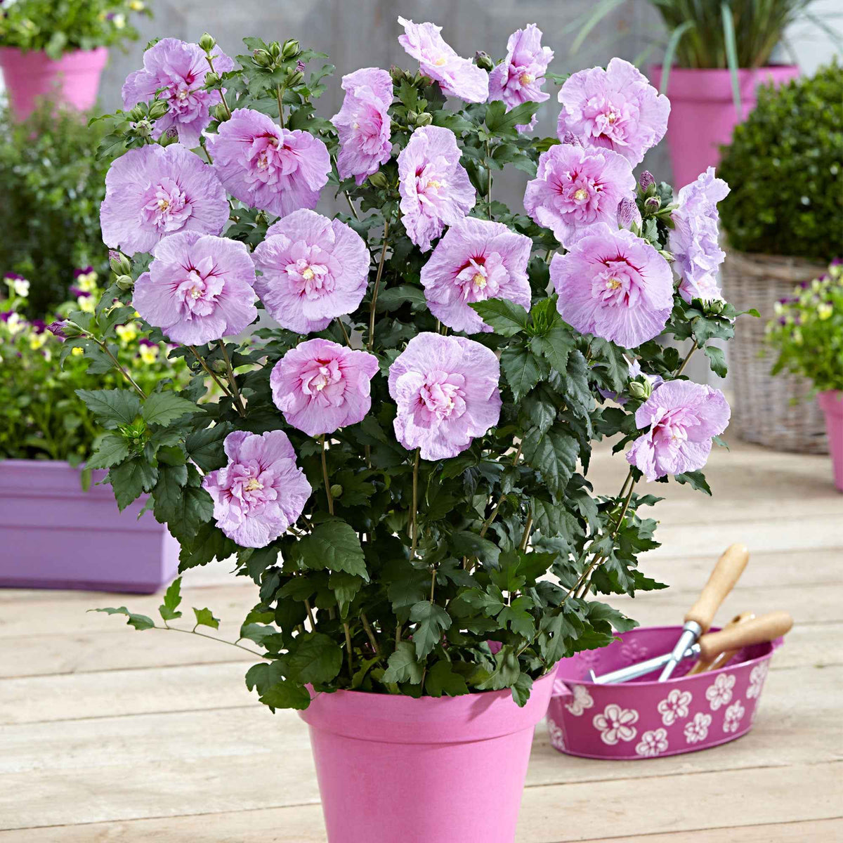 Tuinhibiscus 'Lavender Chiffon' - Bakker