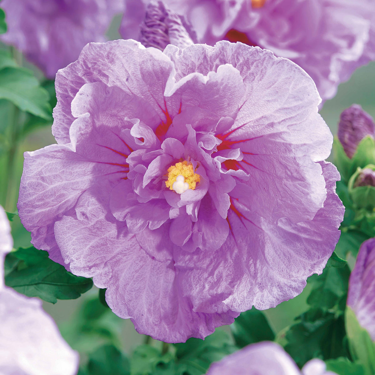 Tuinhibiscus 'Lavender Chiffon' - Hibiscus syriacus Lavender Chiffon - Bakker