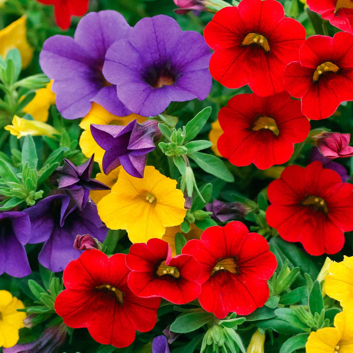 Petunia Mix (x3) - Petunia - Bakker