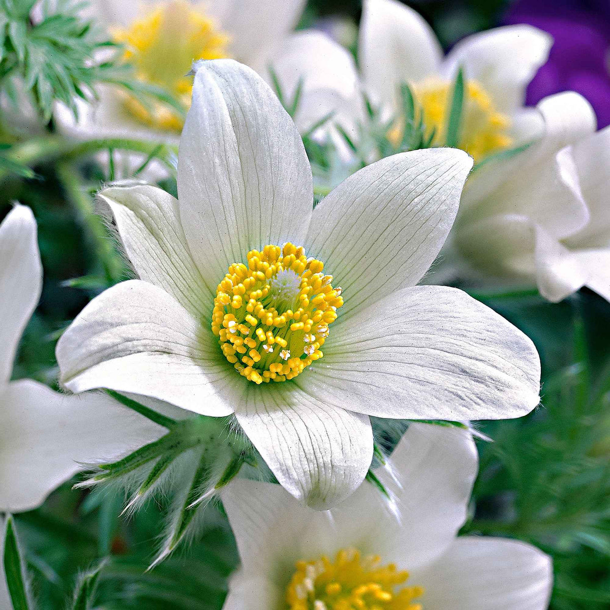 Pulsatilla vulgaris alba - Wildemanskruid 'Alba' - Naakte wortels