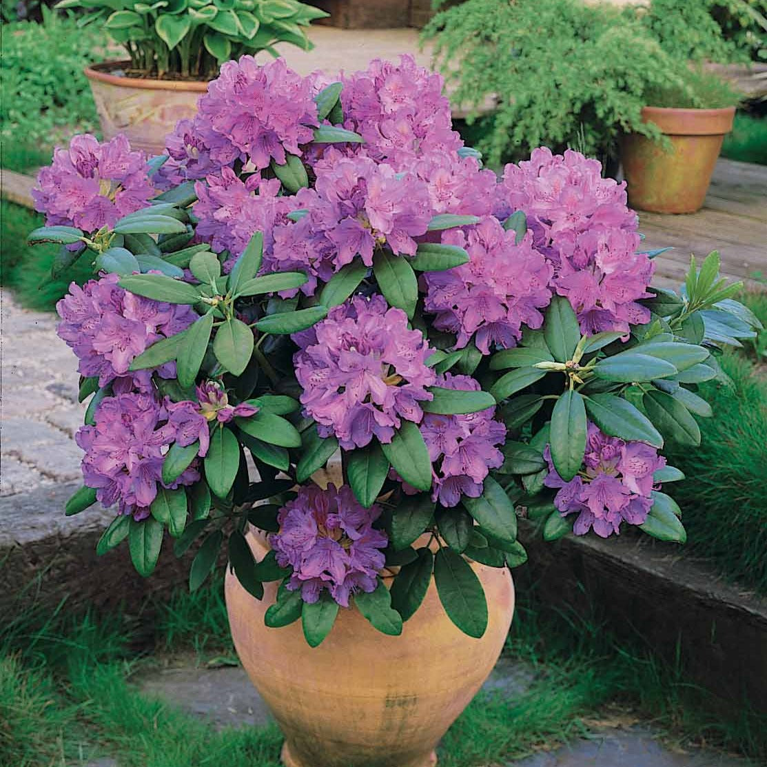 rhododendron kopen Rhododendron 'Winterhard' - Rhododendron catawbiense grandiflorum