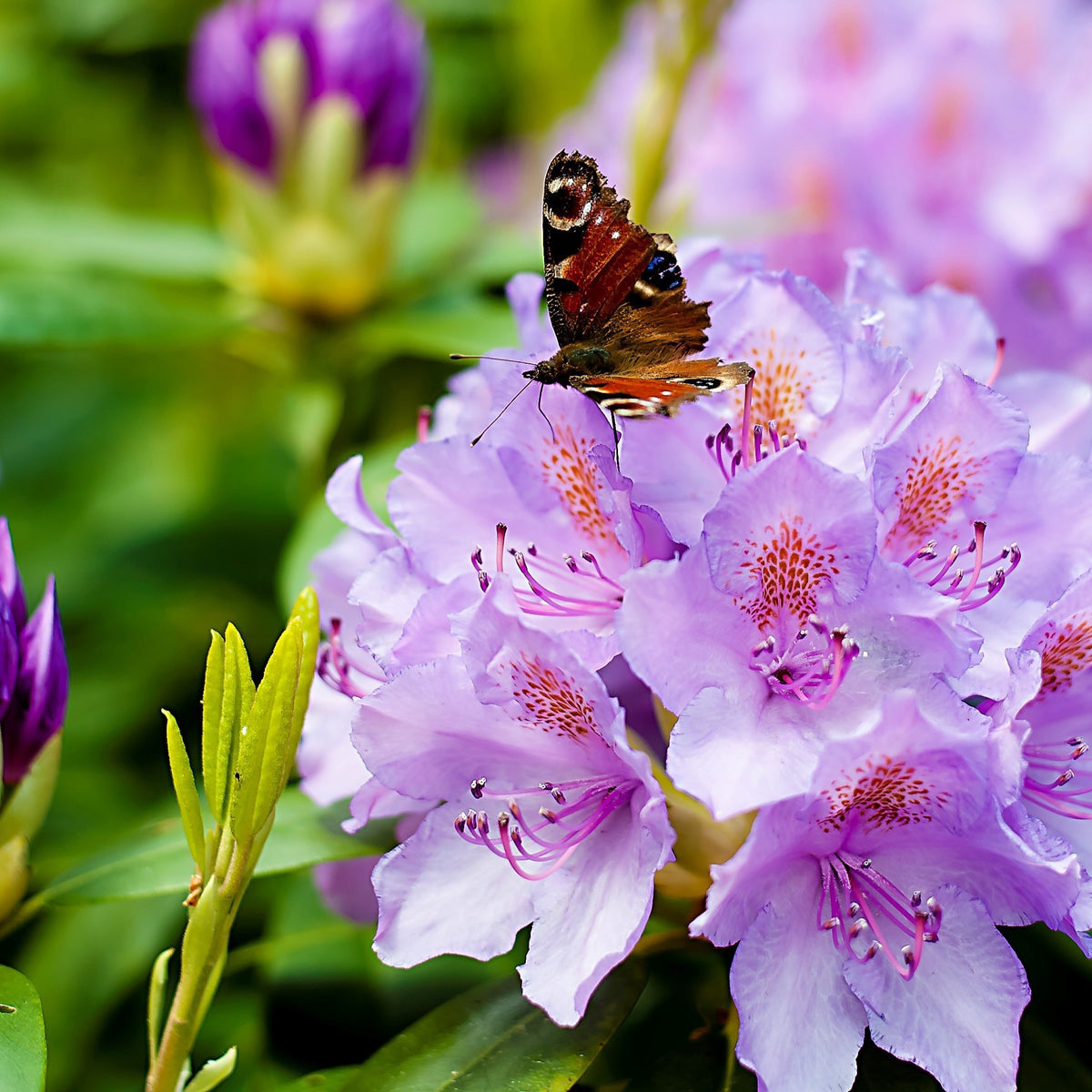 Rhododendron catawbiense grandiflorum - Rhododendron 'Winterhard' - Rhododendron