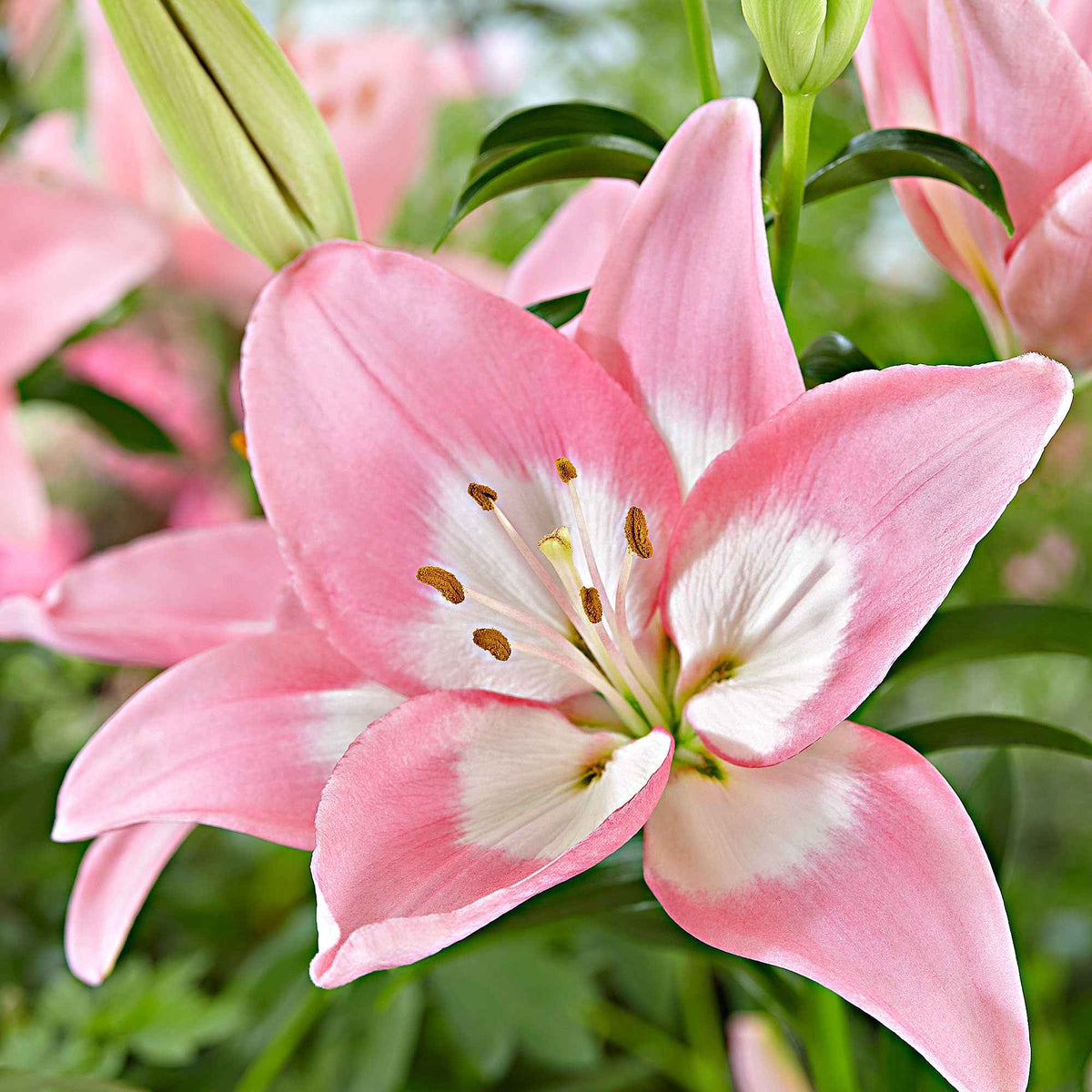 Asiatische lelie 'Levi' - Bakker