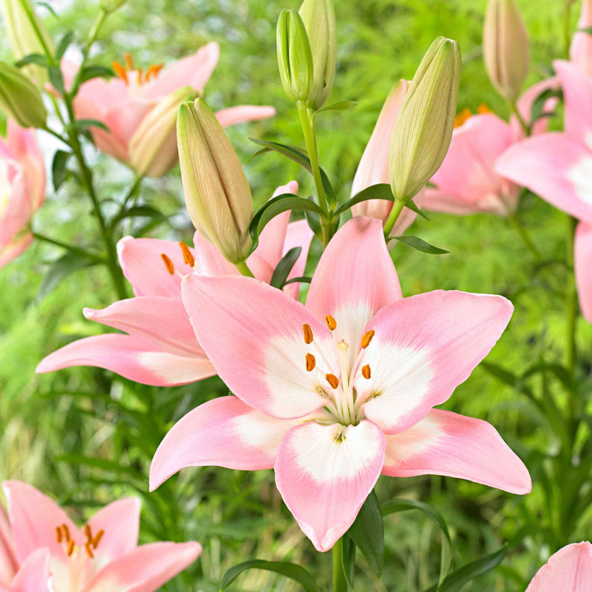 Asiatische lelie 'Levi' - Lilium 'levi' - Bakker