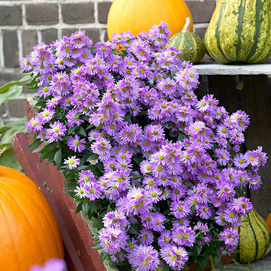 Herfstaster 'Purple Dome' (x3) - Aster novae-angliae purple dome - Tuinplanten