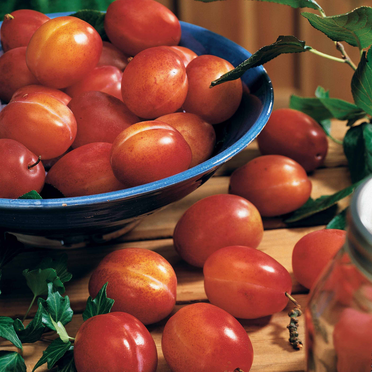 Verkoop Pruimenboom 'Victoria' - Prunus domestica Reine Victoria