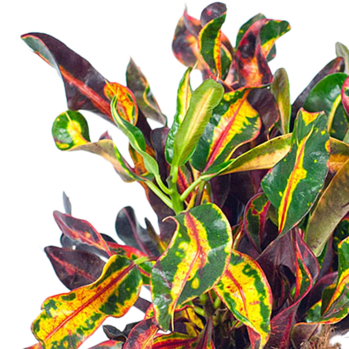 Croton 'Mammi' - Codiaeum variegatum mammi - Bakker