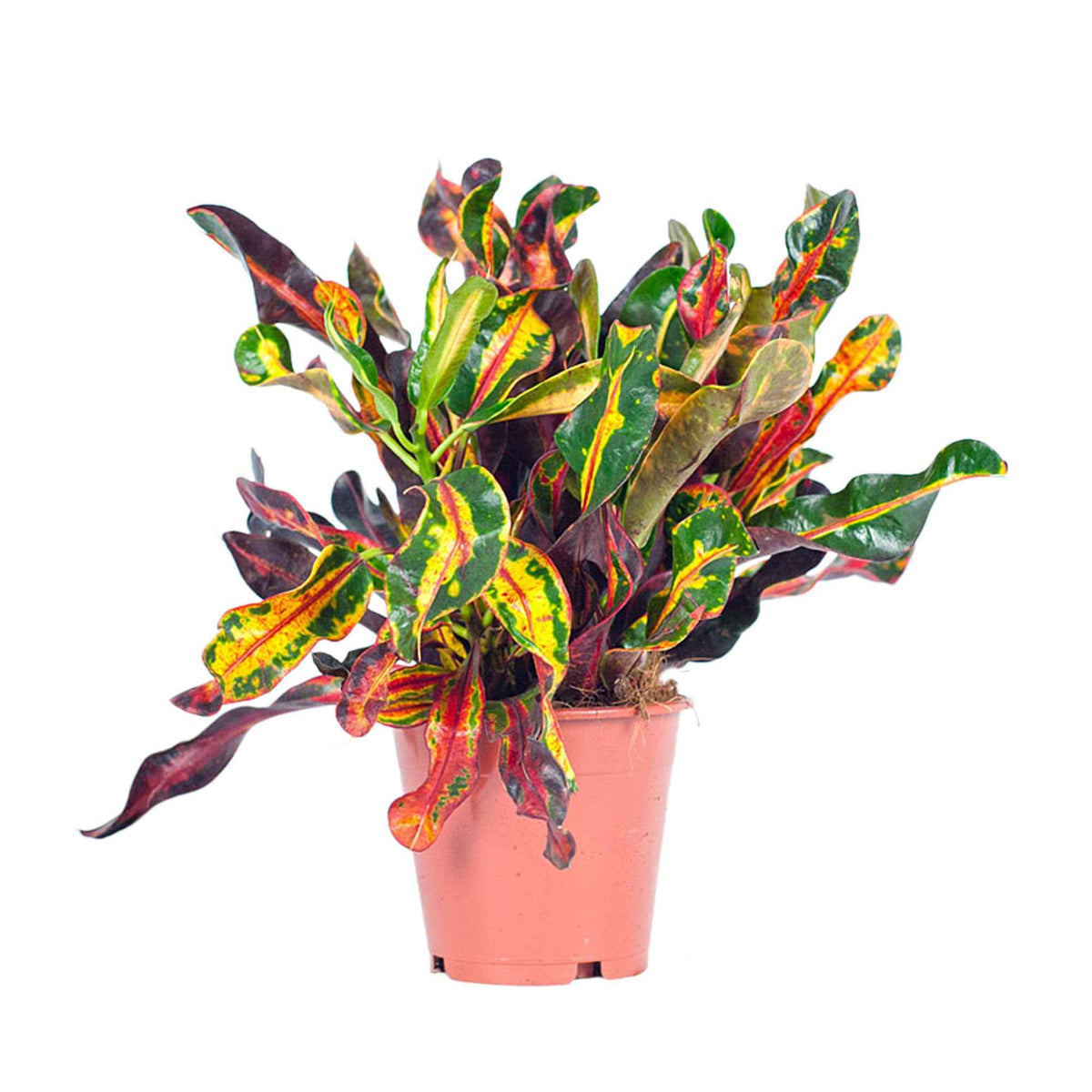 Codiaeum variegatum mammi - Croton 'Mammi' - Groene kamerplanten voor interieur