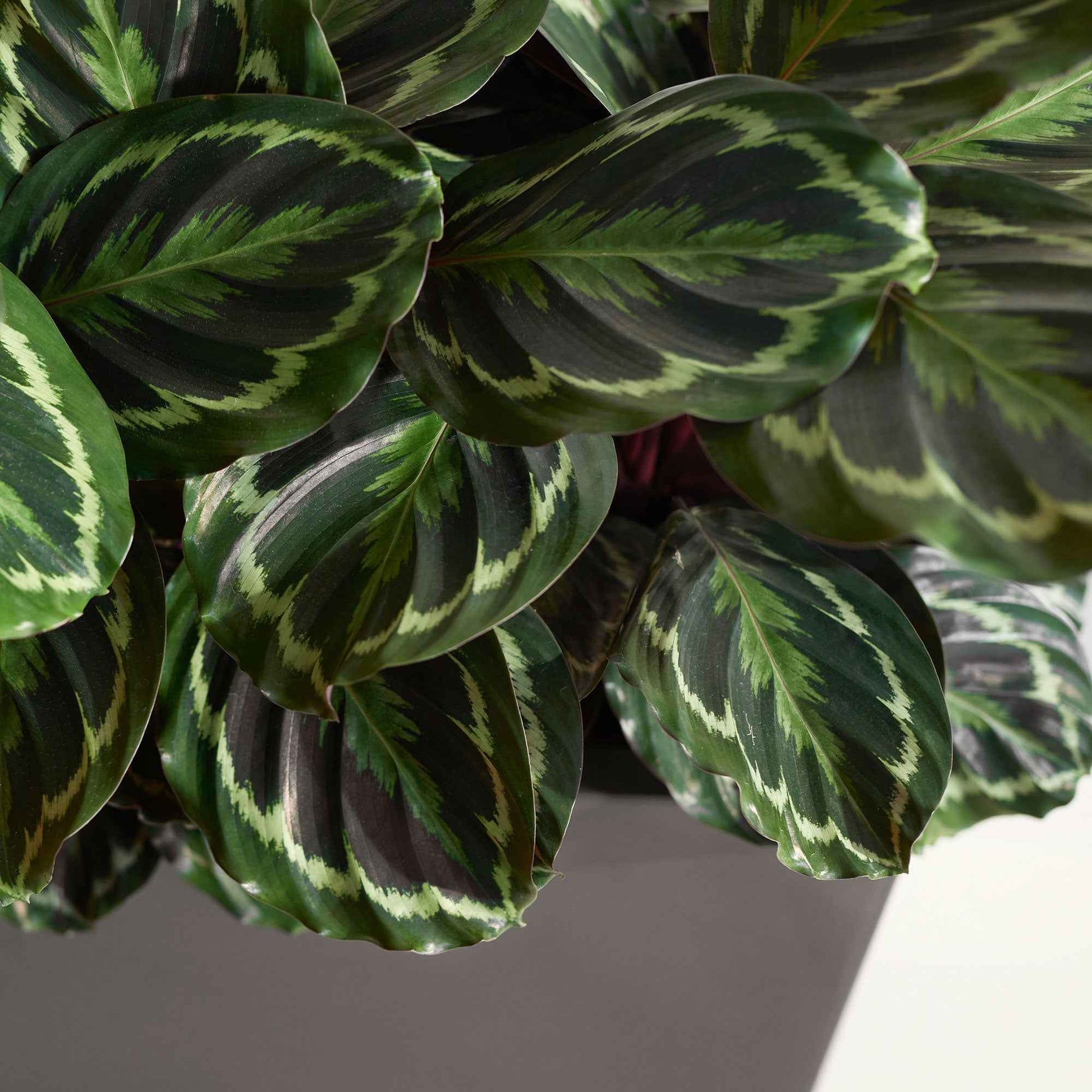 Pauwenplant 'Medaillon' - Calathea medaillon - Bakker