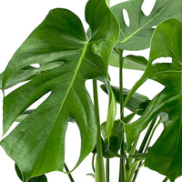 Gatenplant - Monstera deliciosa - Op soort