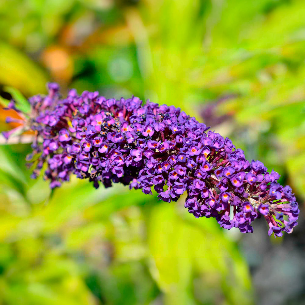 Buddleja davidii Empire Blue - Vlinderstruik 'Empire Blue' - Vlinderstruik - Buddleja