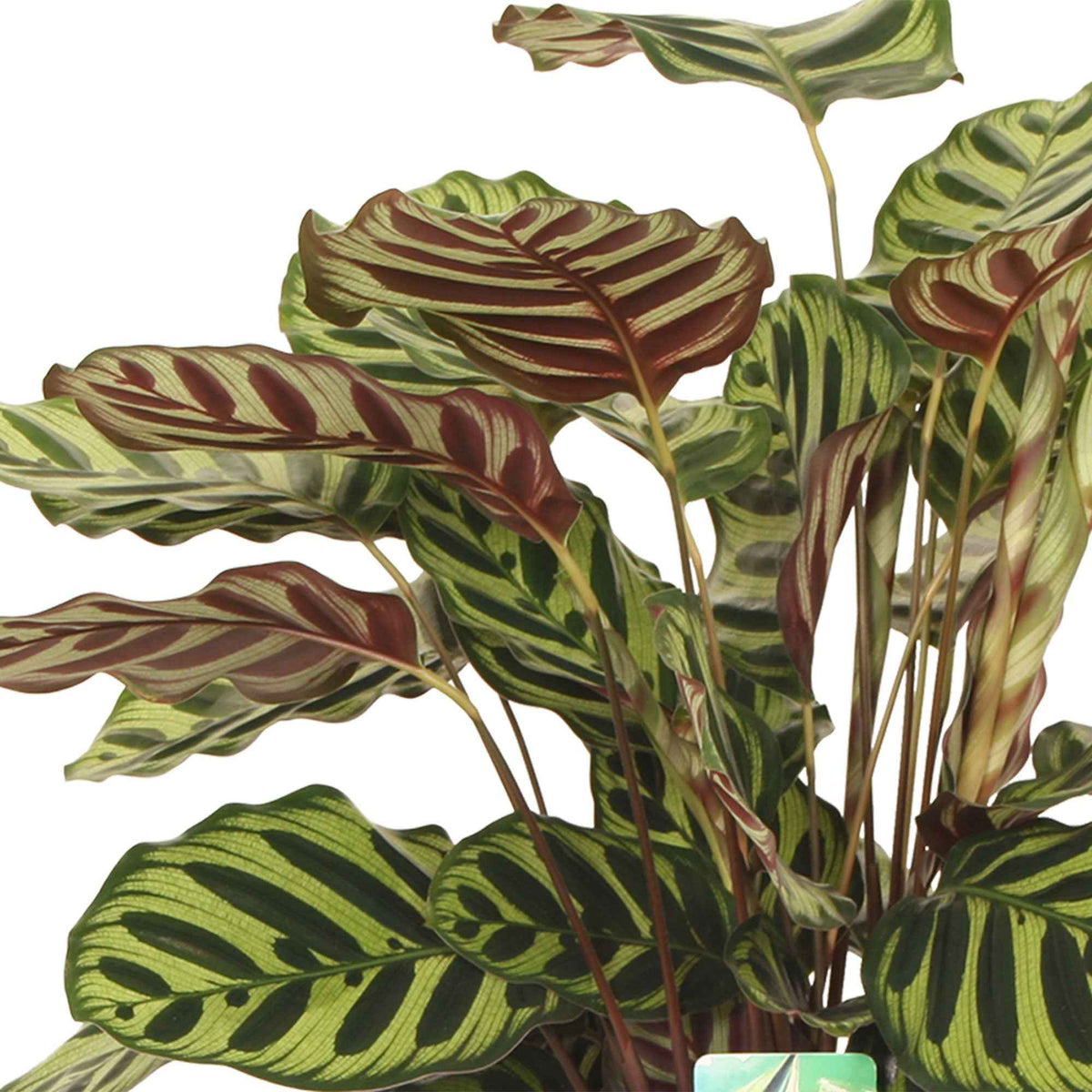 Calathea - Pauwenplant 'Makoyana' - Calathea makoyana