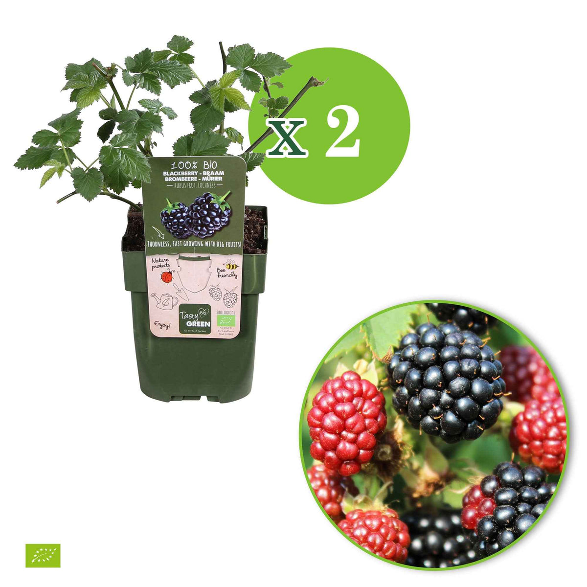 moerbeiboom - Dwergbraam Rubus 'Little Black Prince' Zwart - Bio - Winterhard - Rubus fruticosus 'Little Black Prince'