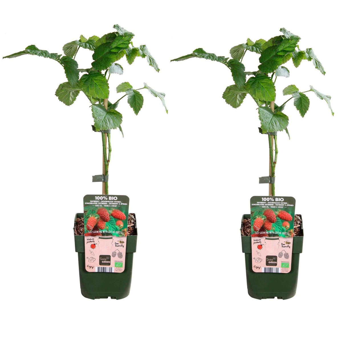 Rubus 'tayberry' - Taybes 'Tayberry' - Heesters
