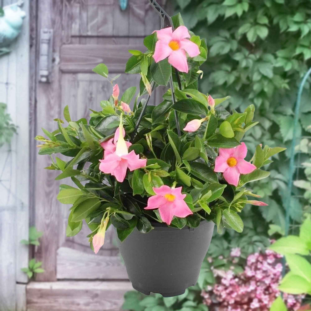 Chileense jasmijn roze - Bakker