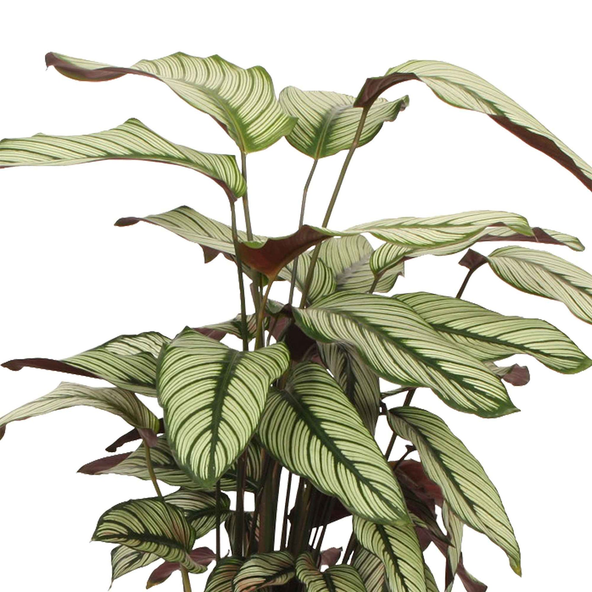 Pauwenplant 'White Star' - Calathea white star - Calathea