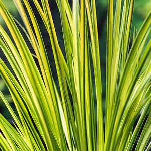 Acorus gramineus Ogon - Dwergkalmoes 'Ogon' - Alle vijverplanten