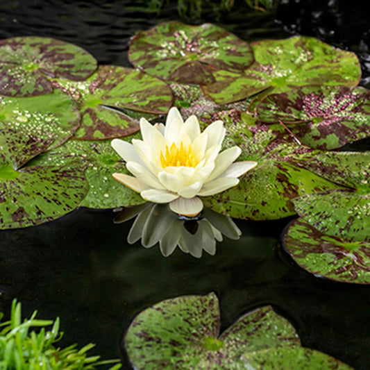 Waterlelie 'Marliacea Chromatella' - Bakker