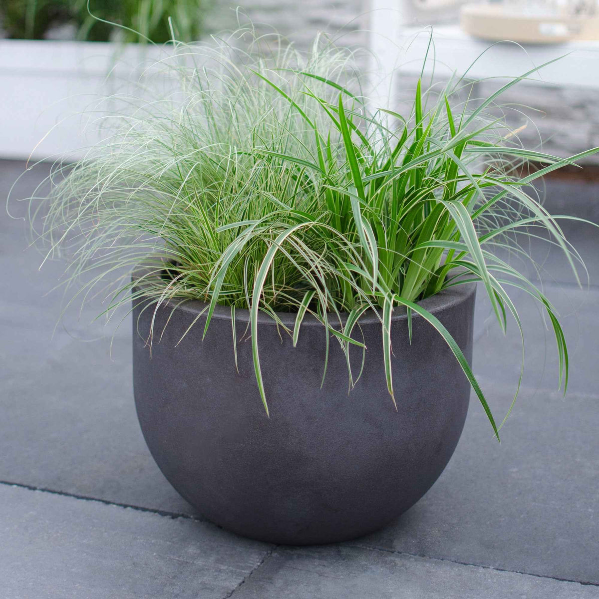 Carex 'Variegata' - Carex morrowii variegata - Bakker