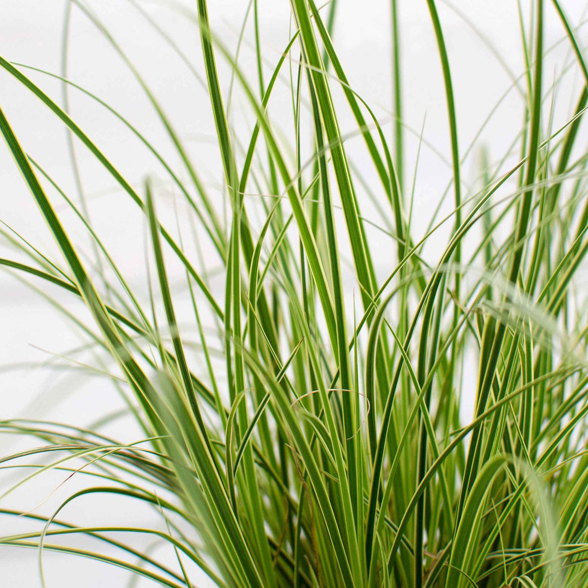 Carex morrowii variegata - Carex 'Variegata' - Zegge