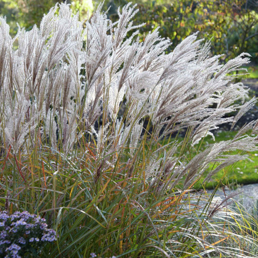 Prachtriet 'Ferner Osten' - Miscanthus sinensis ferner osten - Tuinplanten