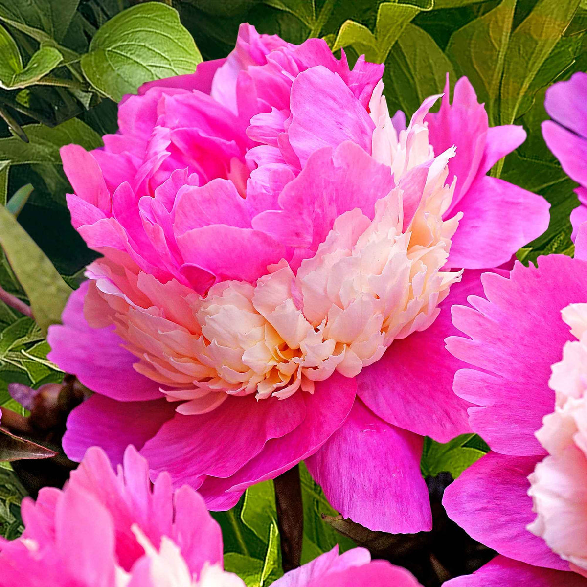 Verkoop Pioenroos 'Sorbet' - Paeonia lactiflora x sorbet