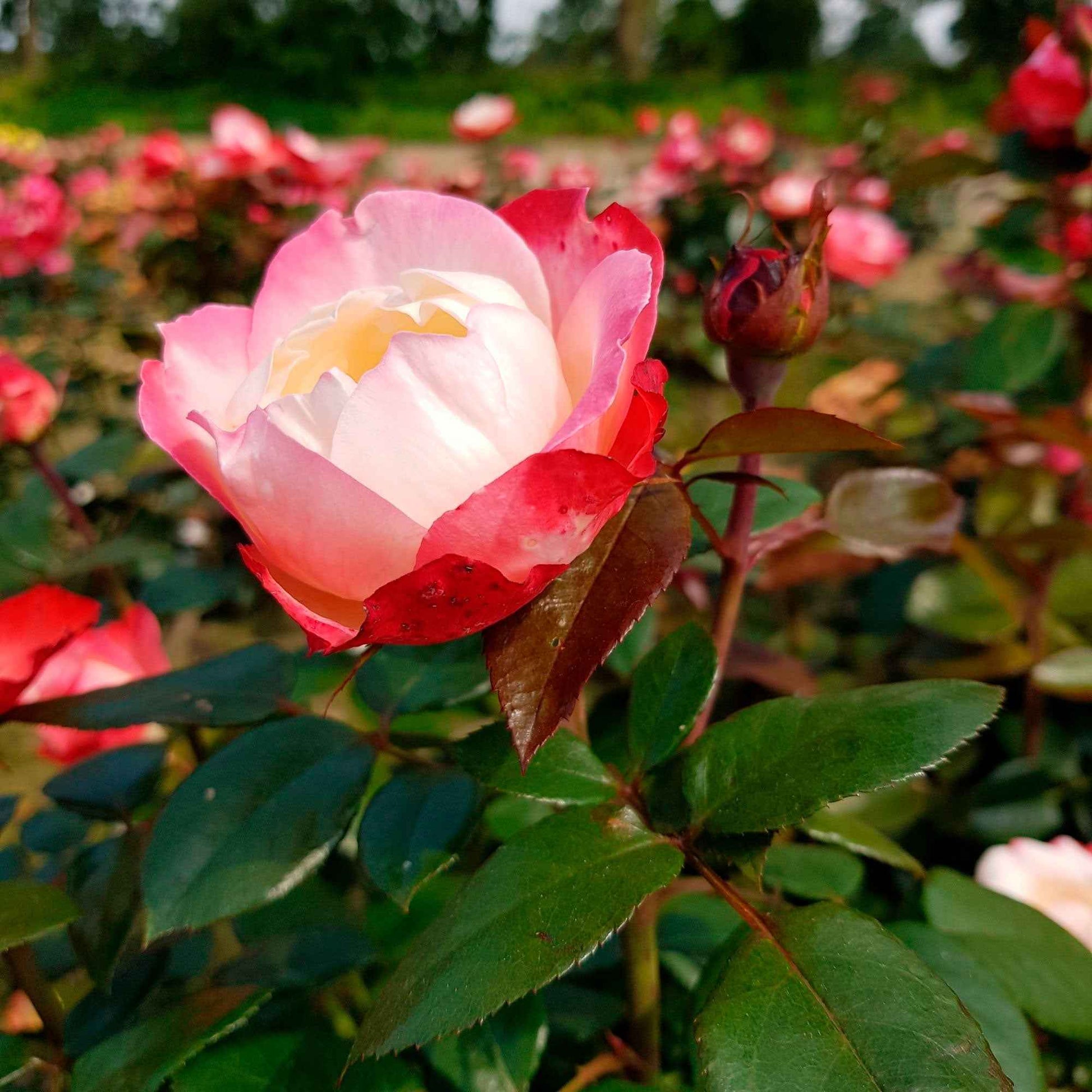 Rosa doris tysterman, nostalgie, barkarole - Rozenmix 'Onderhoudsvrij' (x3) - Rozen - Naakte wortels