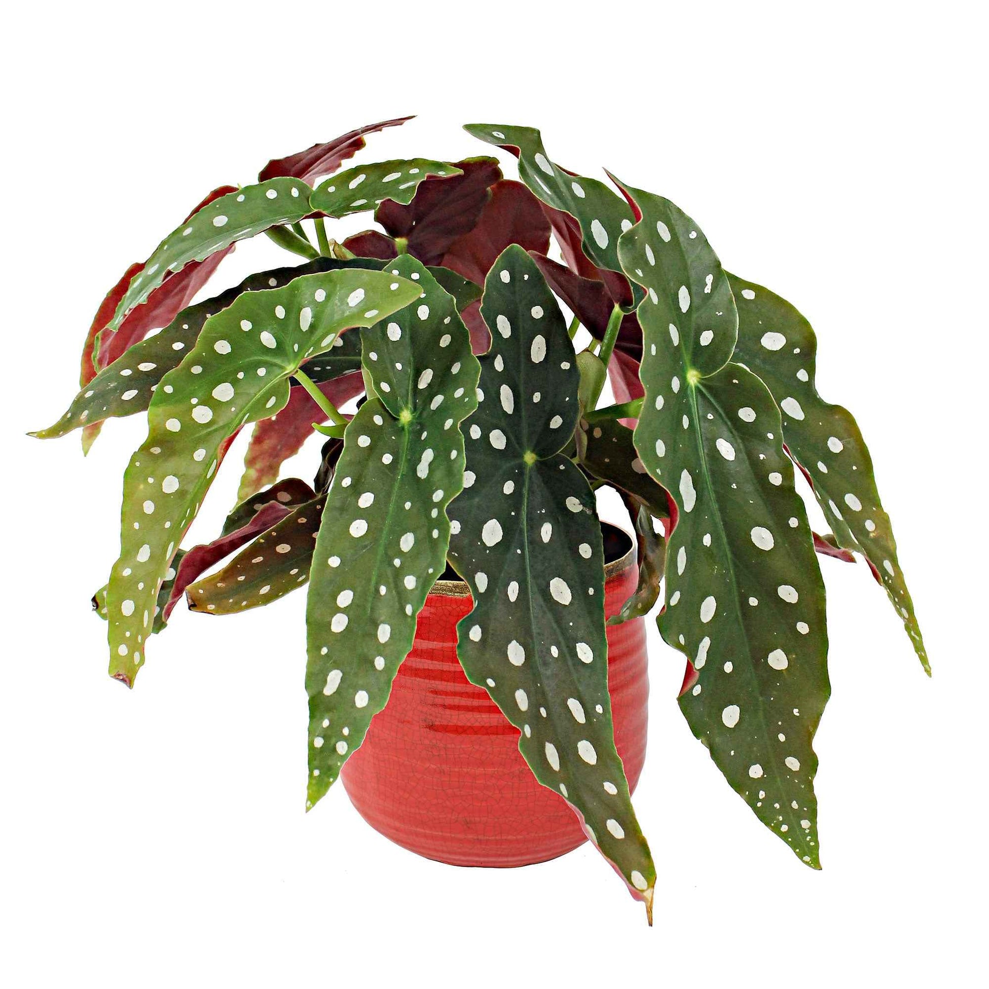 Begonia maculata - Stippenbegonia - Groene kamerplanten voor interieur