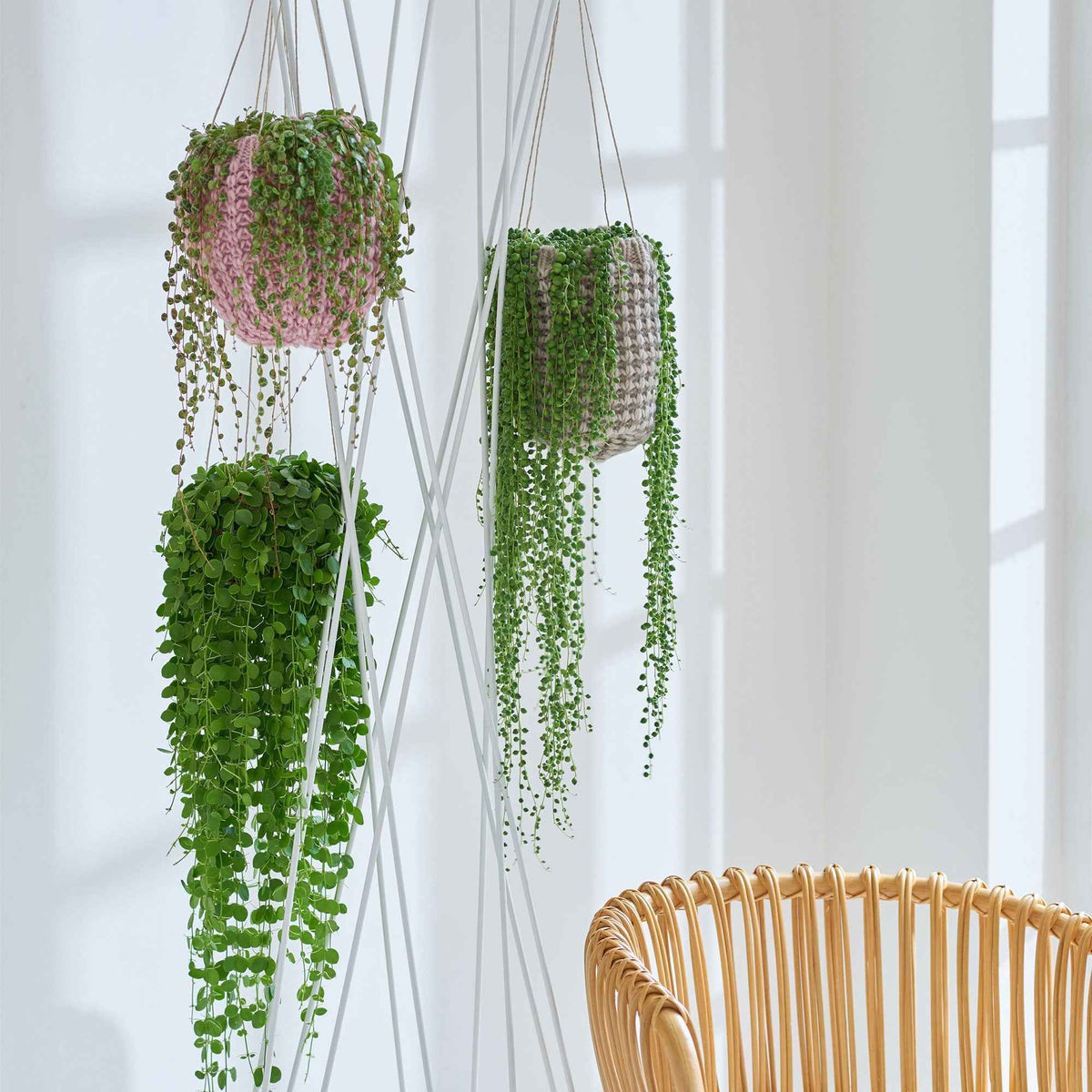 Erwtenplant Senecio herreianus - Hangplant - Bakker
