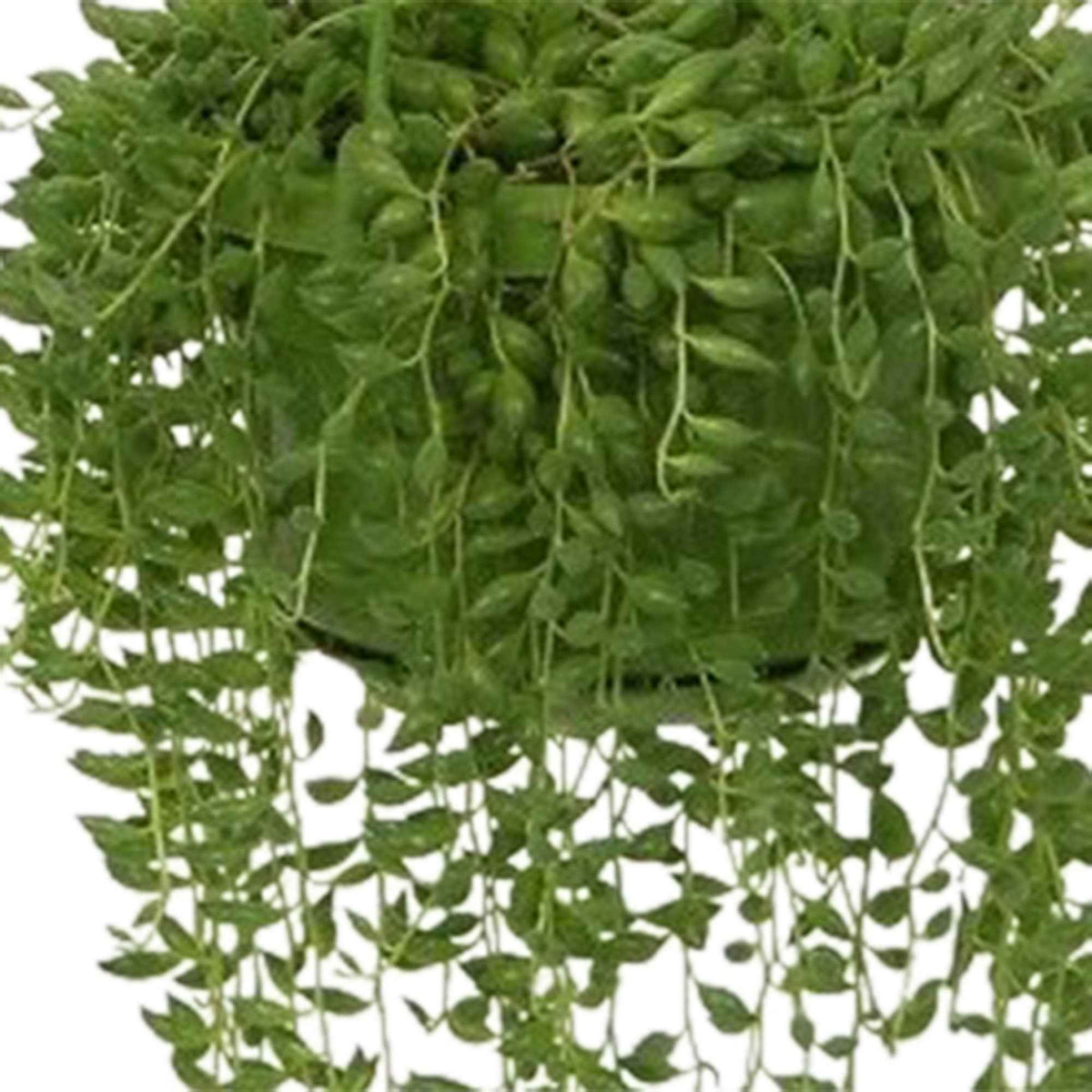 Erwtenplant Senecio herreianus - Hangplant - Senecio herreianus compositae - Bakker