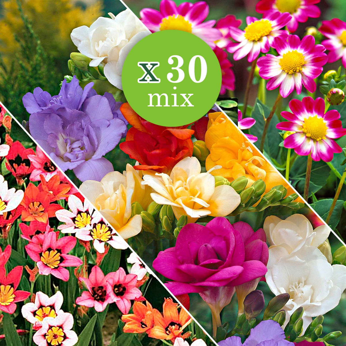 Freesia, sparaxis, dahlia - Bloembollen - Mix Freesia + Sparaxis + Dahlia (x30) - Bloembollen borderpakket