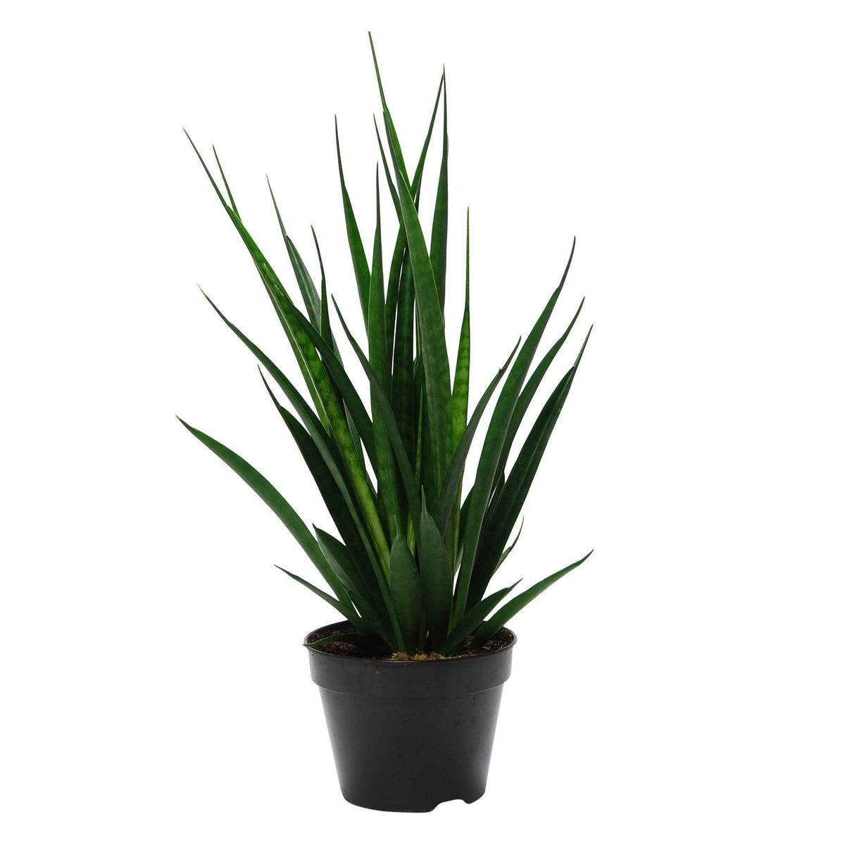 Vrouwentong 'Friends' - Sansevieria Kirkii Friends - Bakker