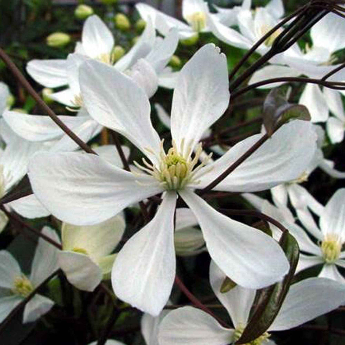 Bosrank 'Armandii' - Clematis armandii - Bakker